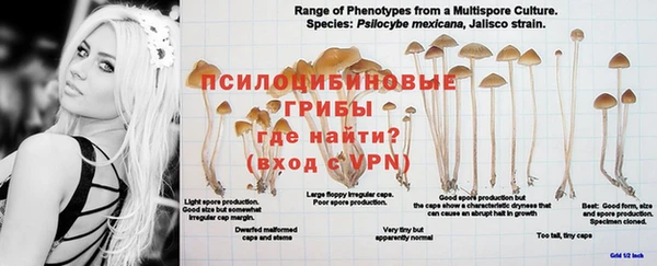 крисы Мегион